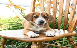 Beagle dogs for sale: Levi - Image 1