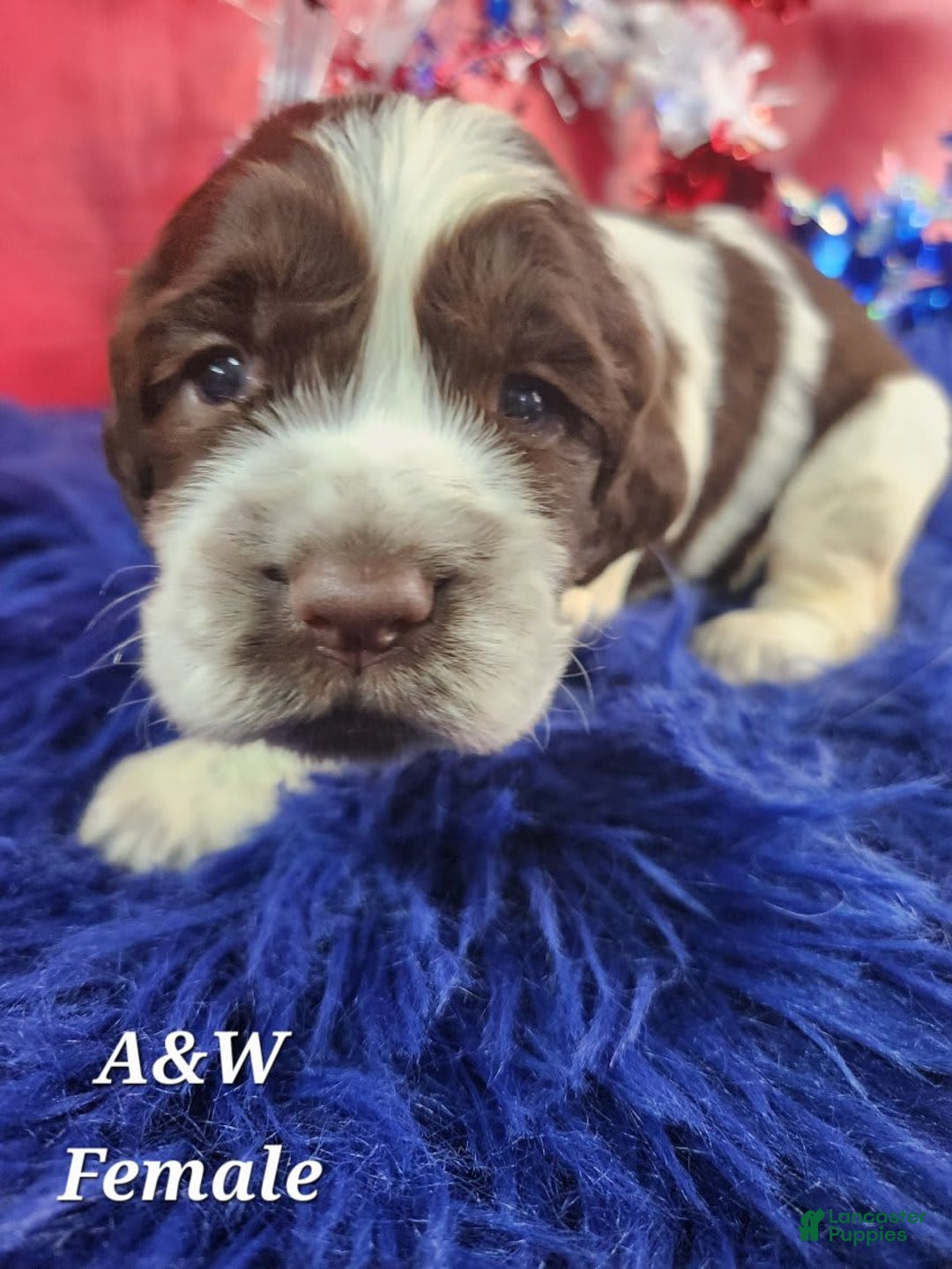 English Springer Spaniel dogs for sale: Aw - Image 1