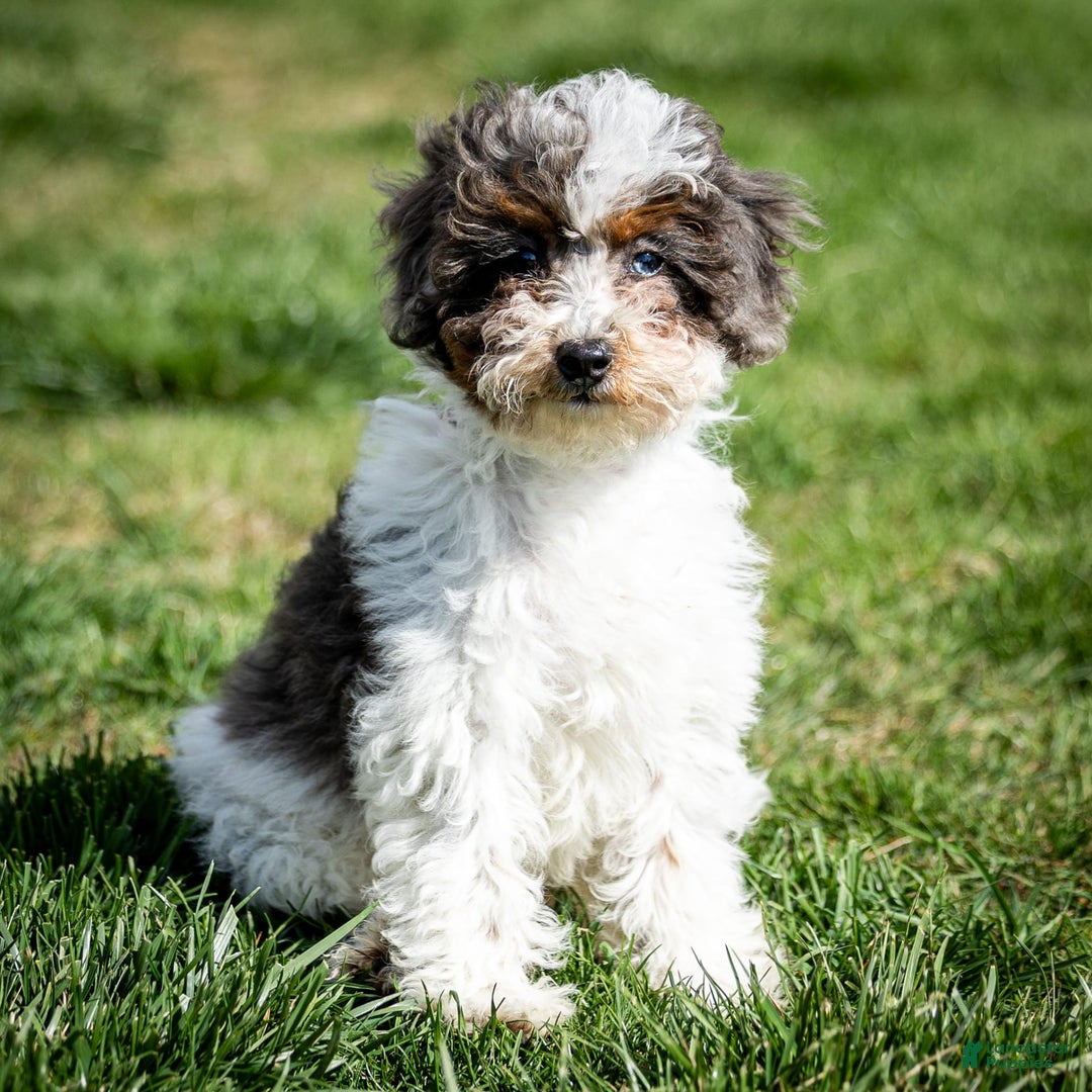 Cavapoo dogs for sale: Simba - Image 14