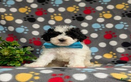 Cavapoo dogs for sale: Edmond Hypoallergenic - Image 7