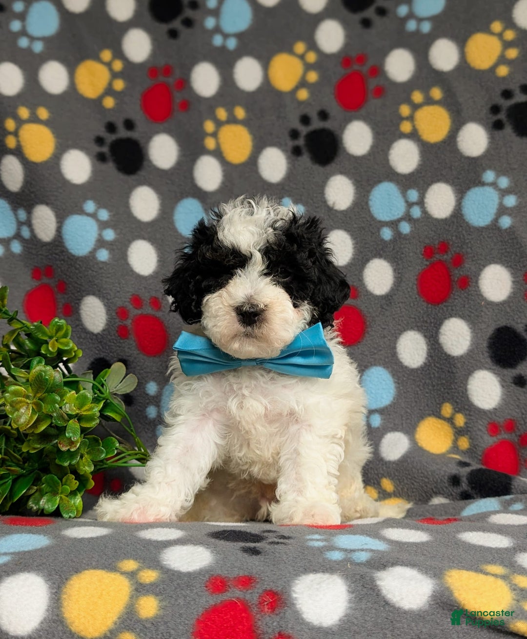 Cavapoo dogs for sale: Edmond Hypoallergenic - Image 7