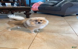 Pomeranian dogs for sale: Harley - Image 7