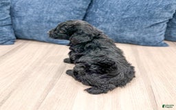 Mini Aussiedoodle dogs for sale: Sierra - Image 5