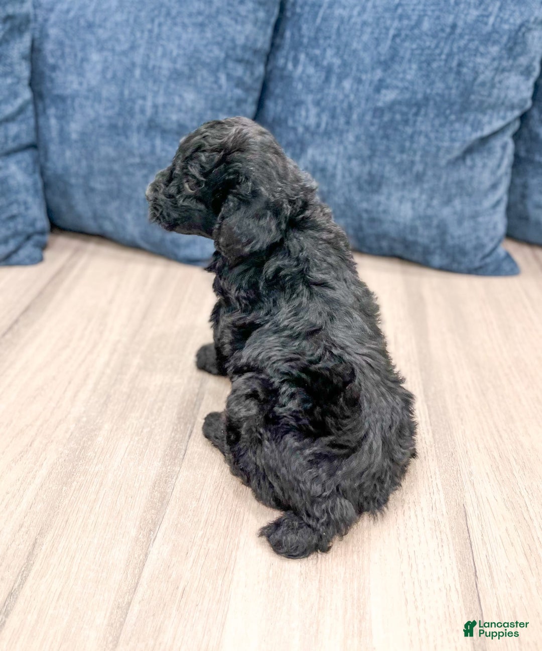 Mini Aussiedoodle dogs for sale: Sierra - Image 5