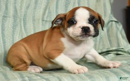 Beabull dogs for sale: Kit Kat - Image 5