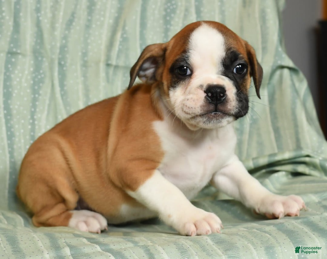 Beabull dogs for sale: Kit Kat - Image 5