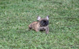French Bulldog dogs for sale: Roland - Image 8