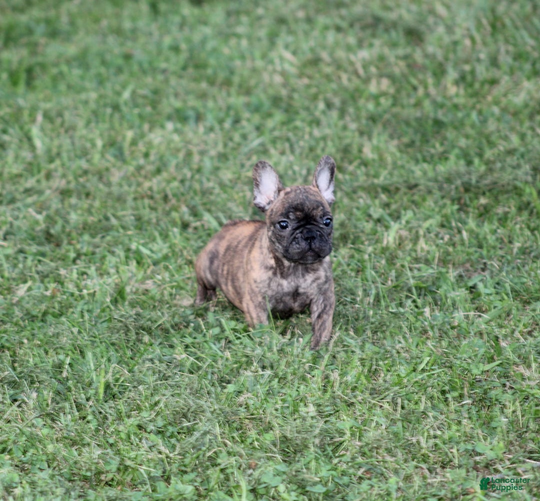 French Bulldog dogs for sale: Roland - Image 8