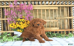  dogs for sale: Mini Goldendoodle 2 puppies - Image 5
