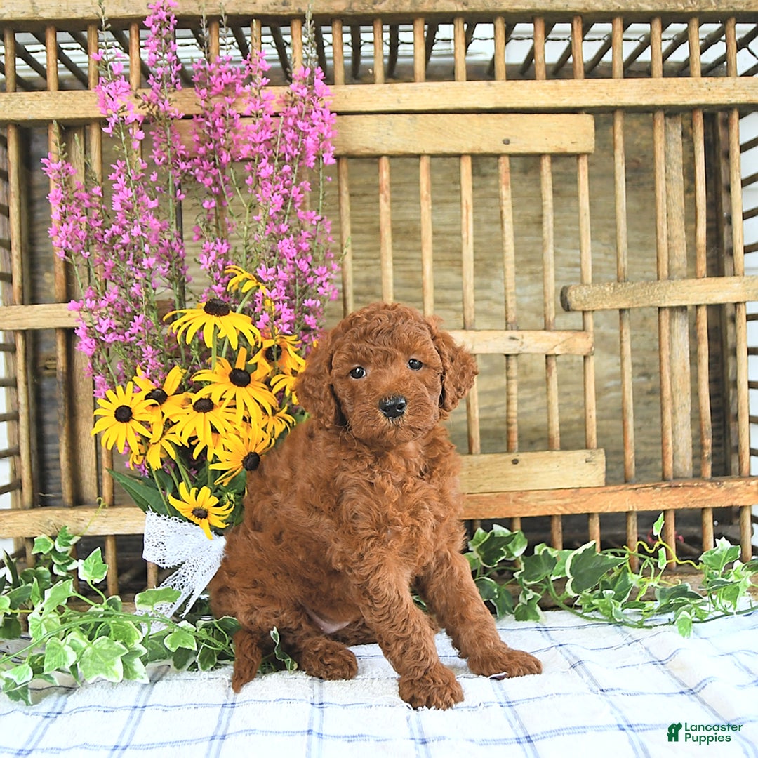  dogs for sale: Mini Goldendoodle 2 puppies - Image 5