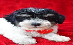 Miniature Poodle dogs for sale: Nicholas - Image 5