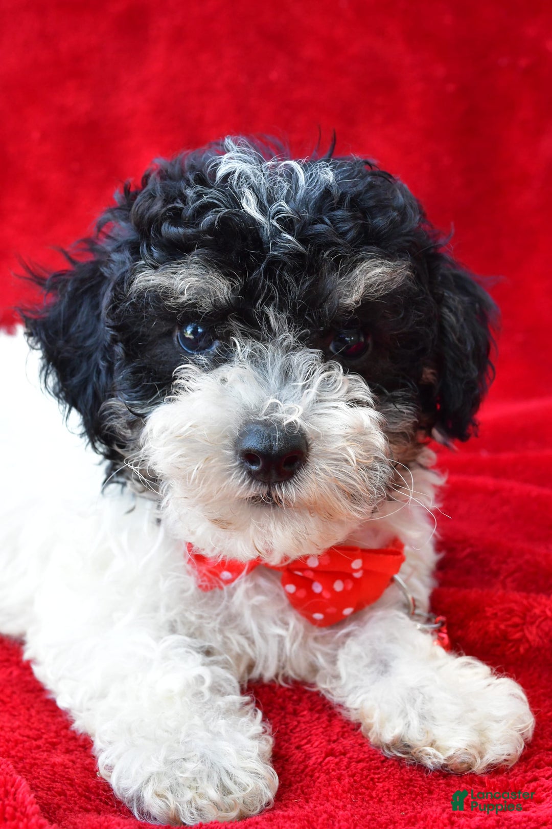 Miniature Poodle dogs for sale: Nicholas - Image 5