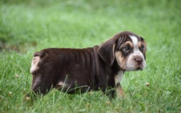 Beabull dogs for sale: Aspen - Image 5