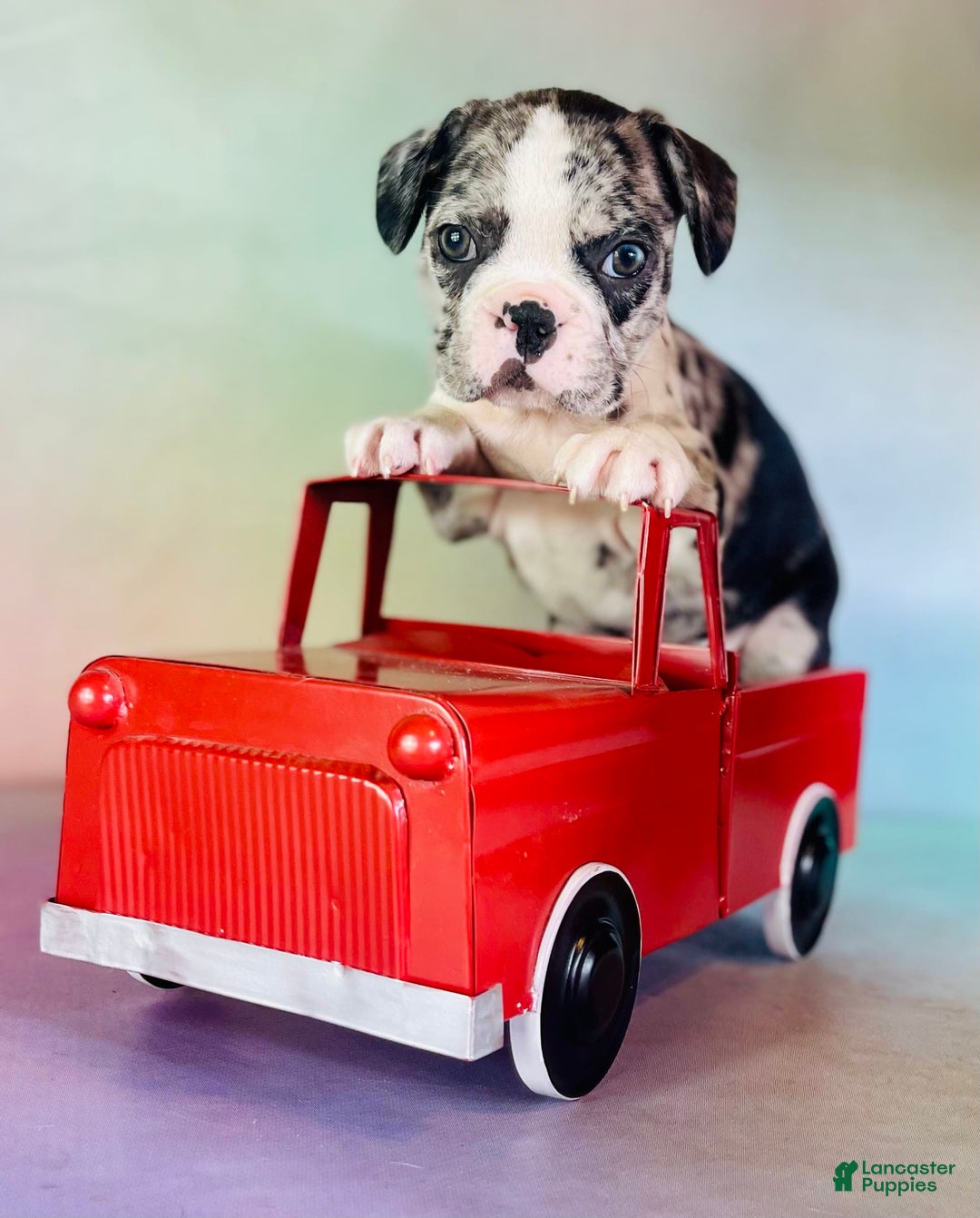 Frenchton dogs for sale: Cookie Dna Clear - Image 3