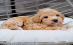 Maltipoo dogs for sale: Vincent - Image 8