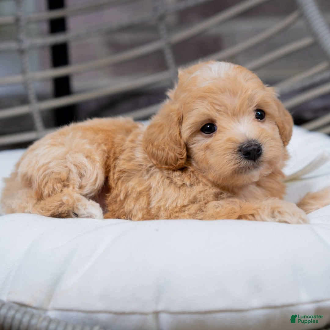 Maltipoo dogs for sale: Vincent - Image 8