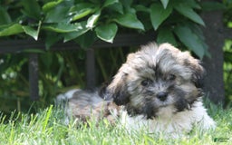 Havanese dogs for sale: Calvin - Image 5