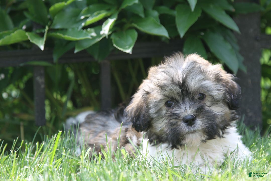 Havanese dogs for sale: Calvin - Image 5