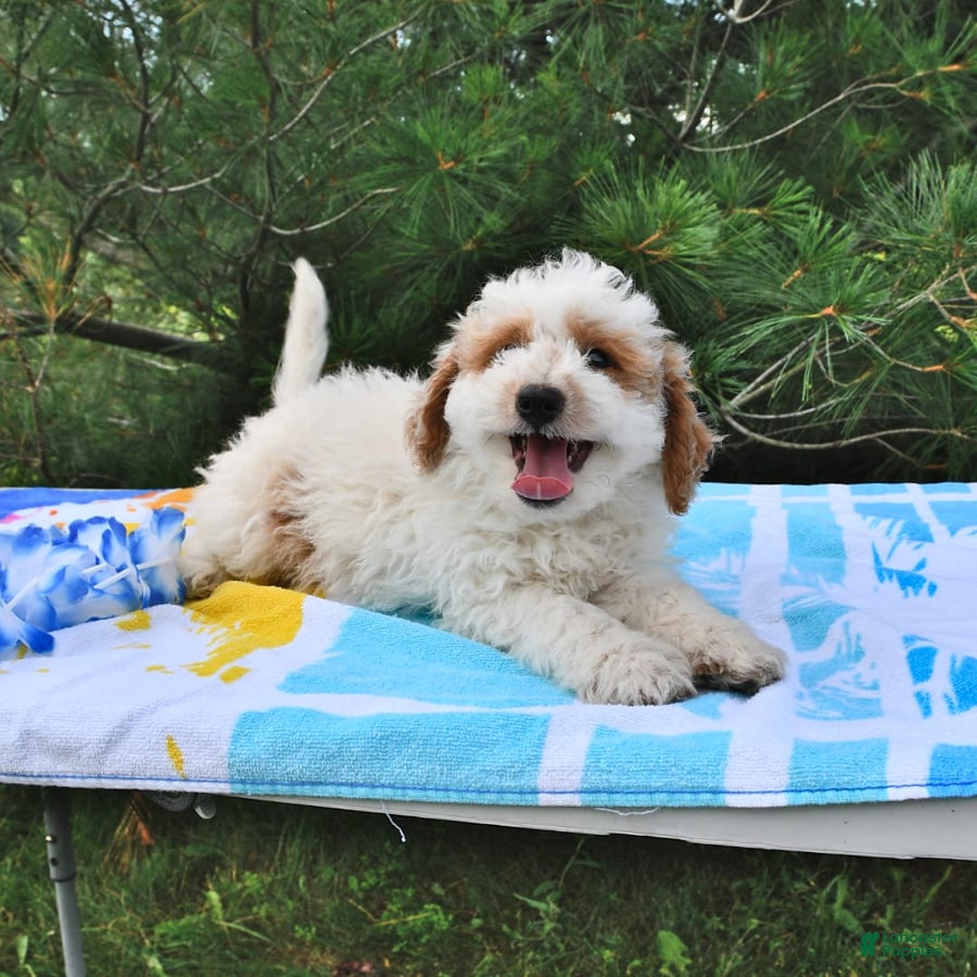 Mini Goldendoodle dogs for sale: Buster - Image 9