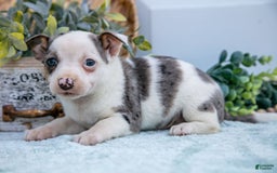 Chihuahua dogs for sale: Puddles - Image 1