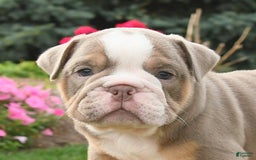 English Bulldog dogs for sale: English Bulldog 4 puppies - Image 20