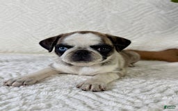 Pug dogs for sale: Phoebe - Image 5