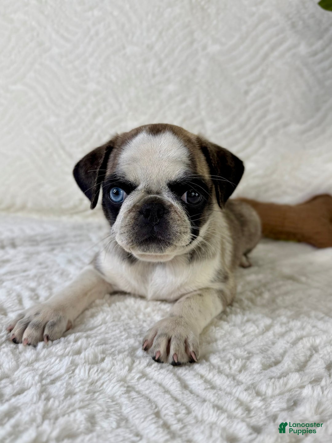 Pug dogs for sale: Phoebe - Image 5