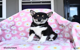 Shiba Inu dogs for sale: Martha - Image 2