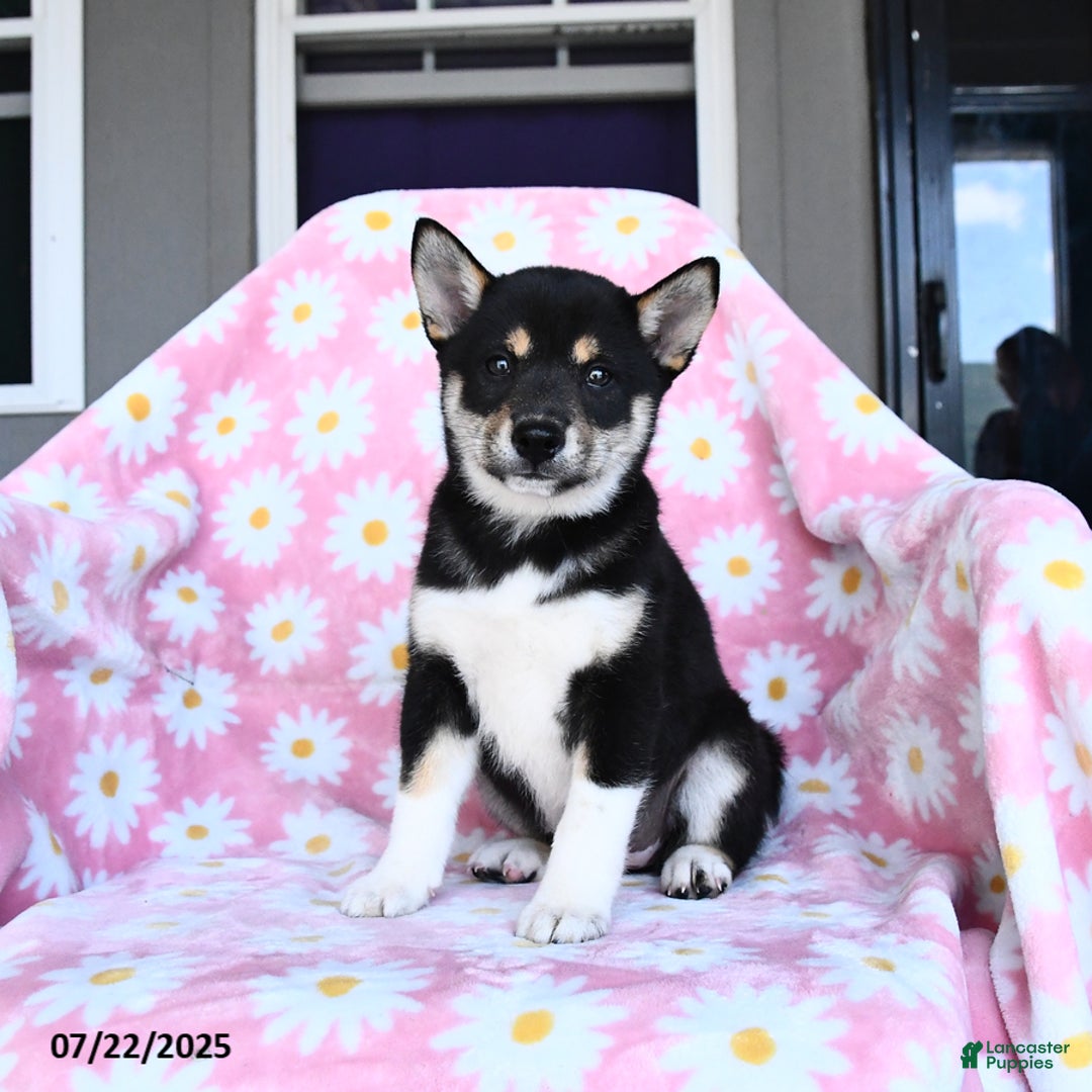 Shiba Inu dogs for sale: Martha - Image 2