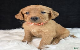 Goldendoodle dogs for sale: Robyn - Image 9