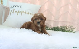 Goldendoodle dogs for sale: Kylie - Image 5