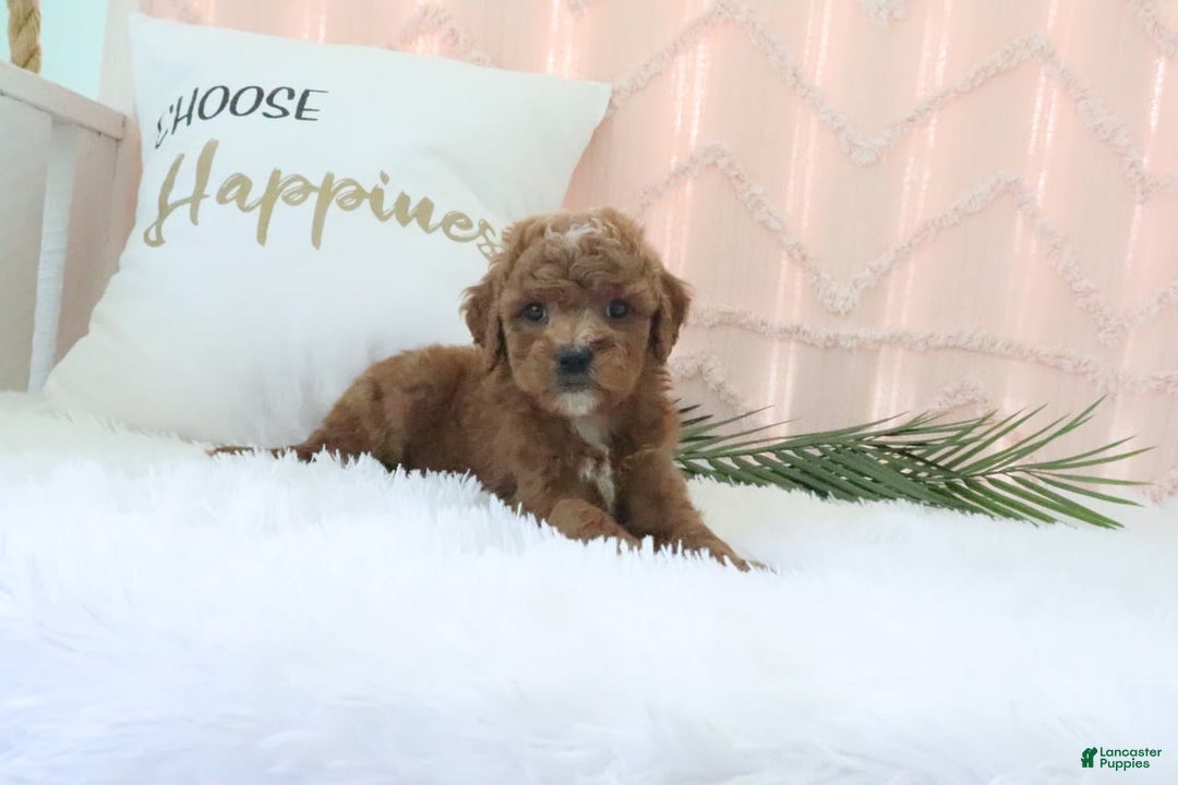 Goldendoodle dogs for sale: Kylie - Image 5