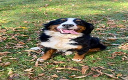 Bernedoodle dogs for sale: Alfalfa - Image 2