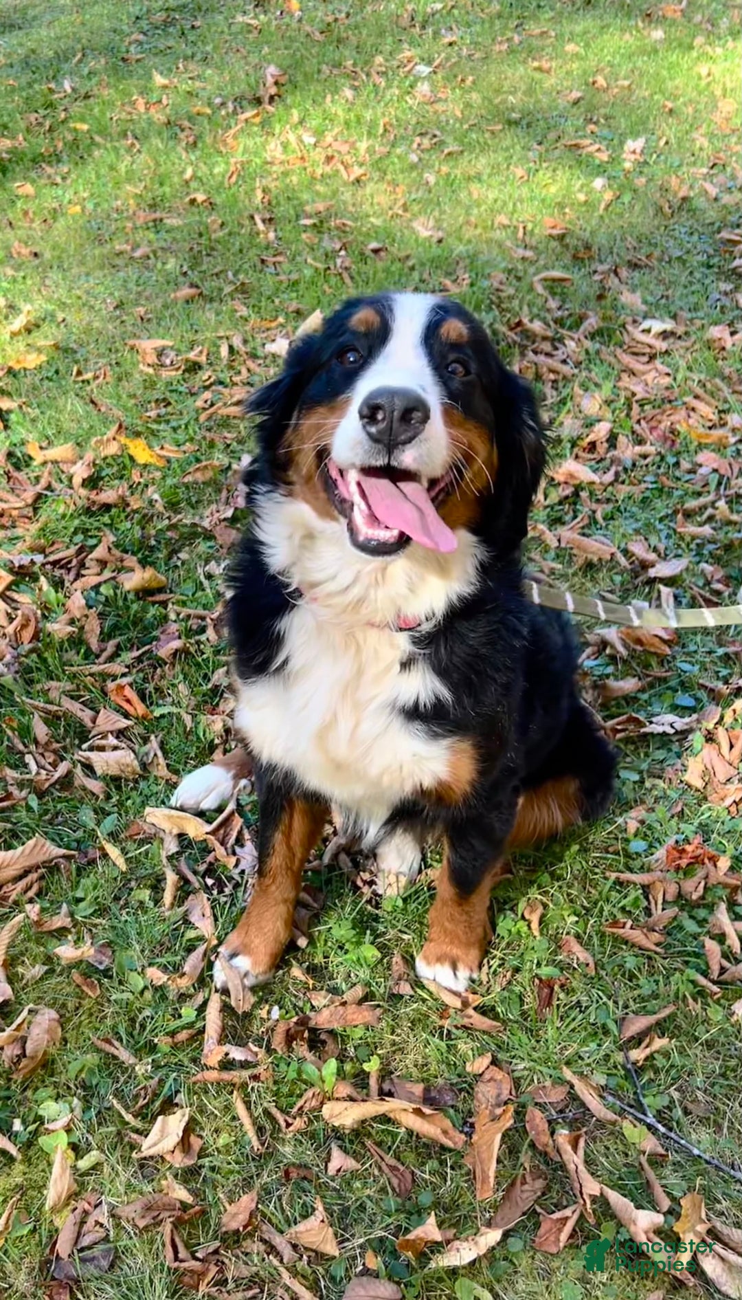 Bernedoodle dogs for sale: Alfalfa - Image 2