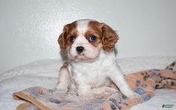Cavalier King Charles Spaniel dogs for sale: Koda - Image 3