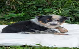 Australian Cattle Dog dogs for sale: Ranger - Image 2