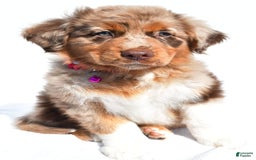 Miniature Australian Shepherd dogs for sale: Izzy - Image 6