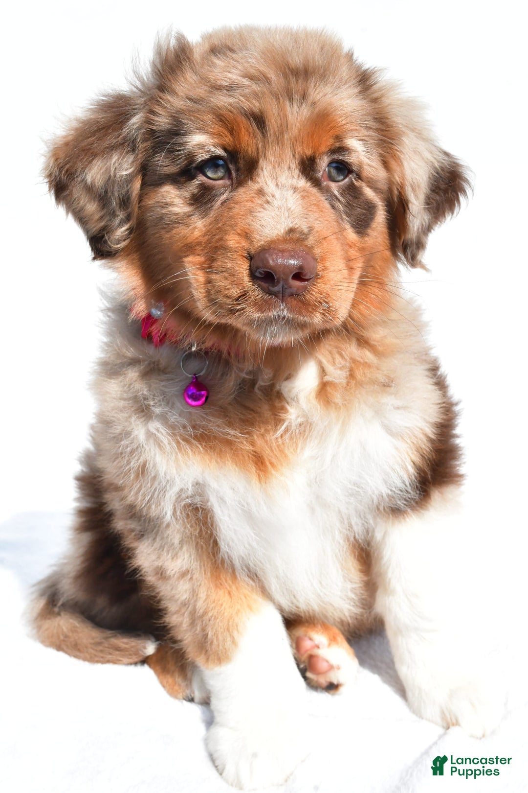 Miniature Australian Shepherd dogs for sale: Izzy - Image 6