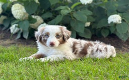 Australian Shepherd dogs for sale: Jade - Image 3
