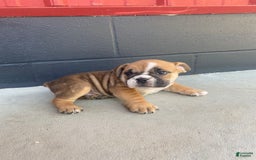 English Bulldog dogs for sale: Diesel - Image 6
