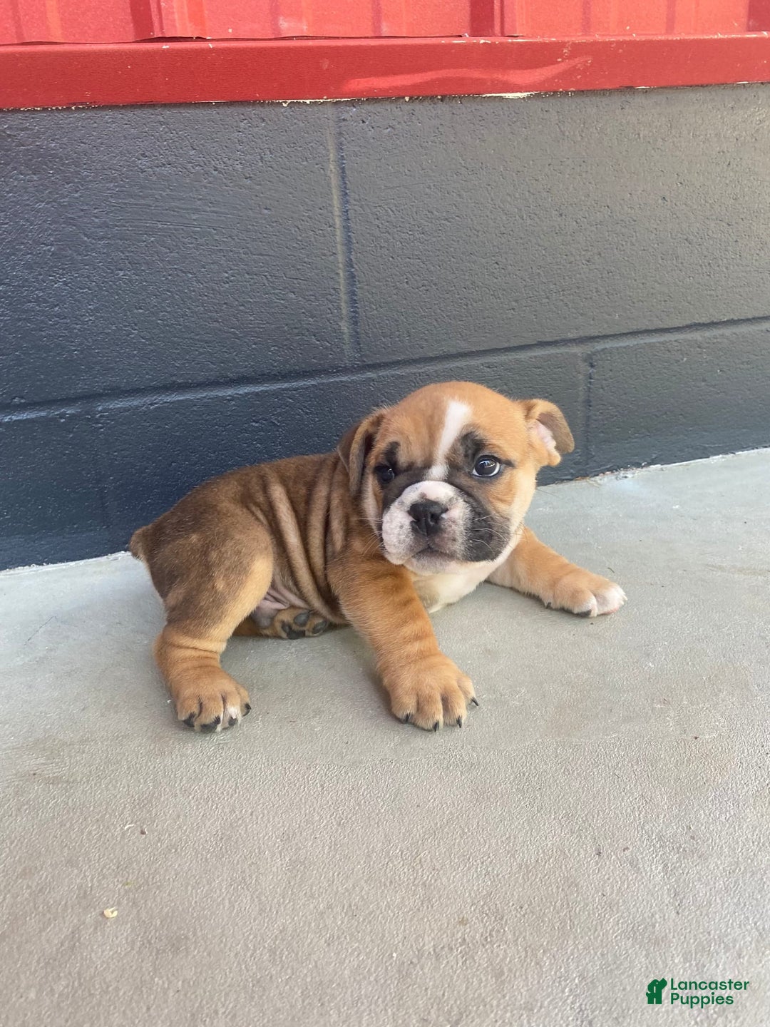 English Bulldog dogs for sale: Diesel - Image 6