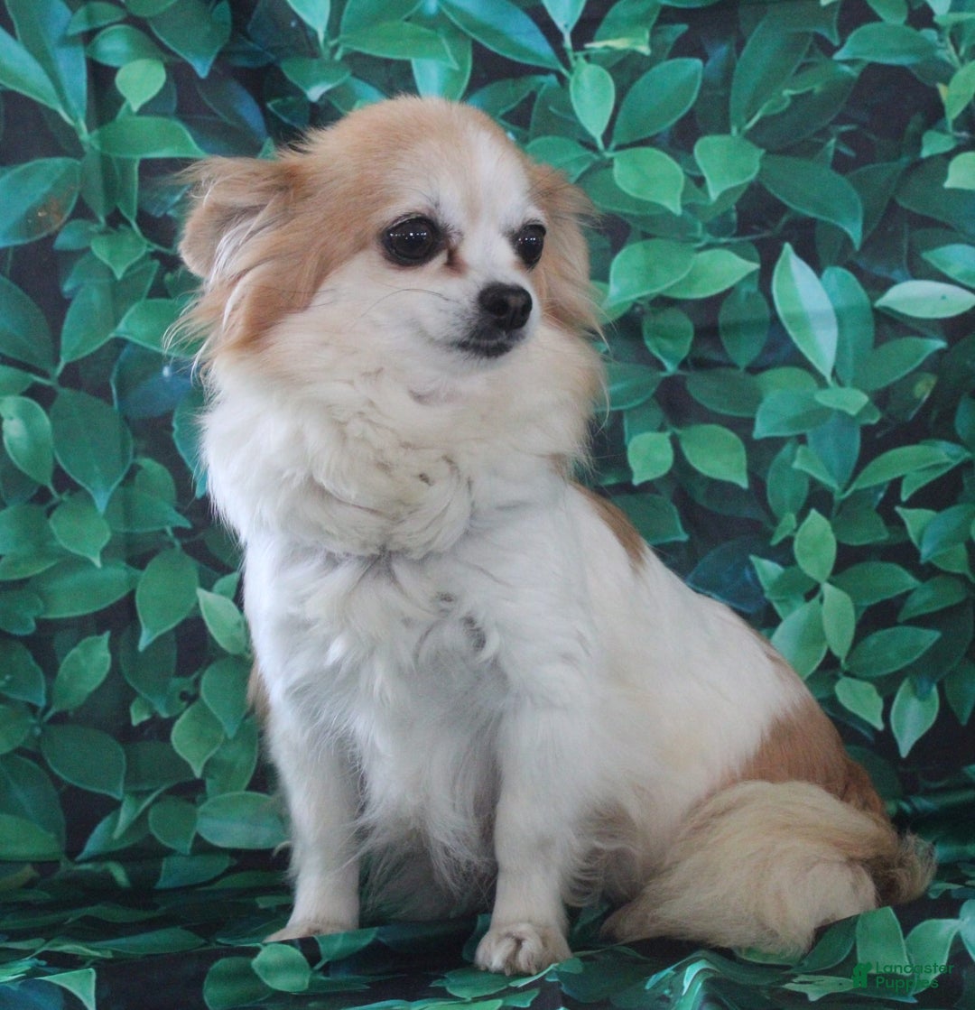 Chihuahua dogs for sale: Dash - Image 9