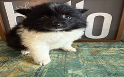 Pomeranian dogs for sale: Abby - Image 1