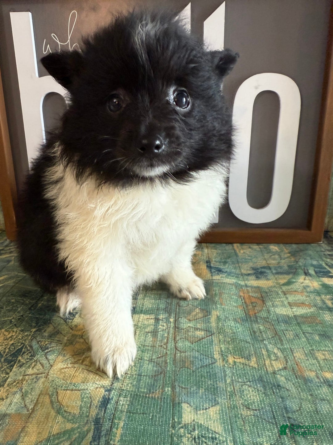 Pomeranian dogs for sale: Abby - Image 1