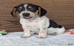 Beagle dogs for sale: Riley - Image 1
