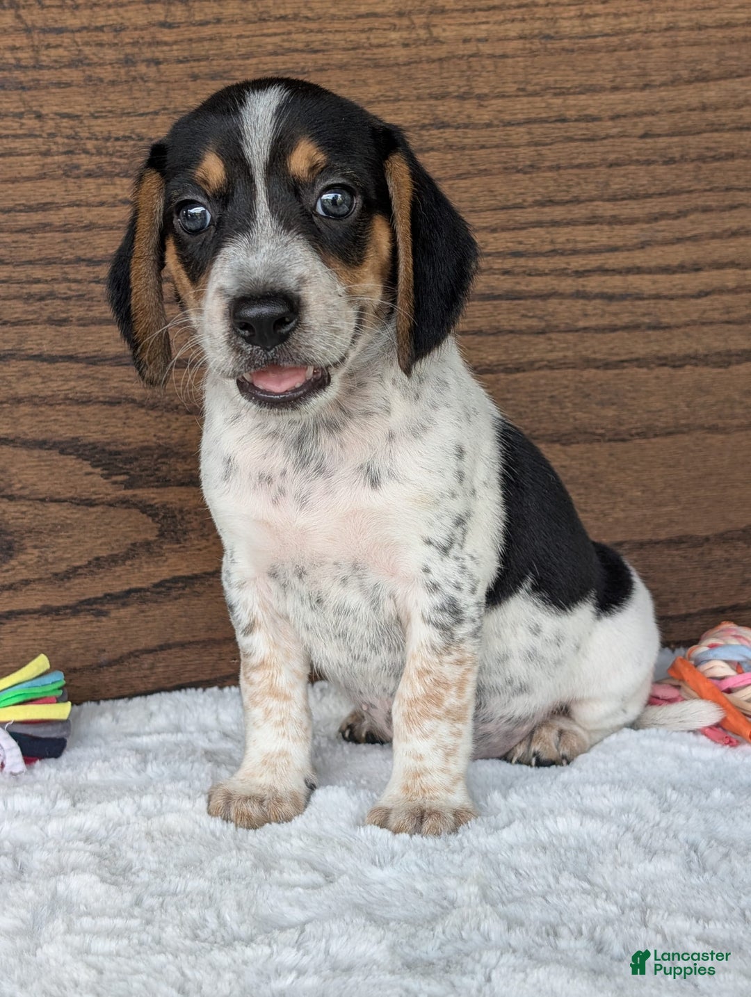 Beagle dogs for sale: Riley - Image 1
