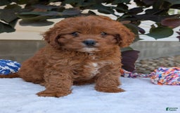 Cavapoo dogs for sale: Remi - Image 16