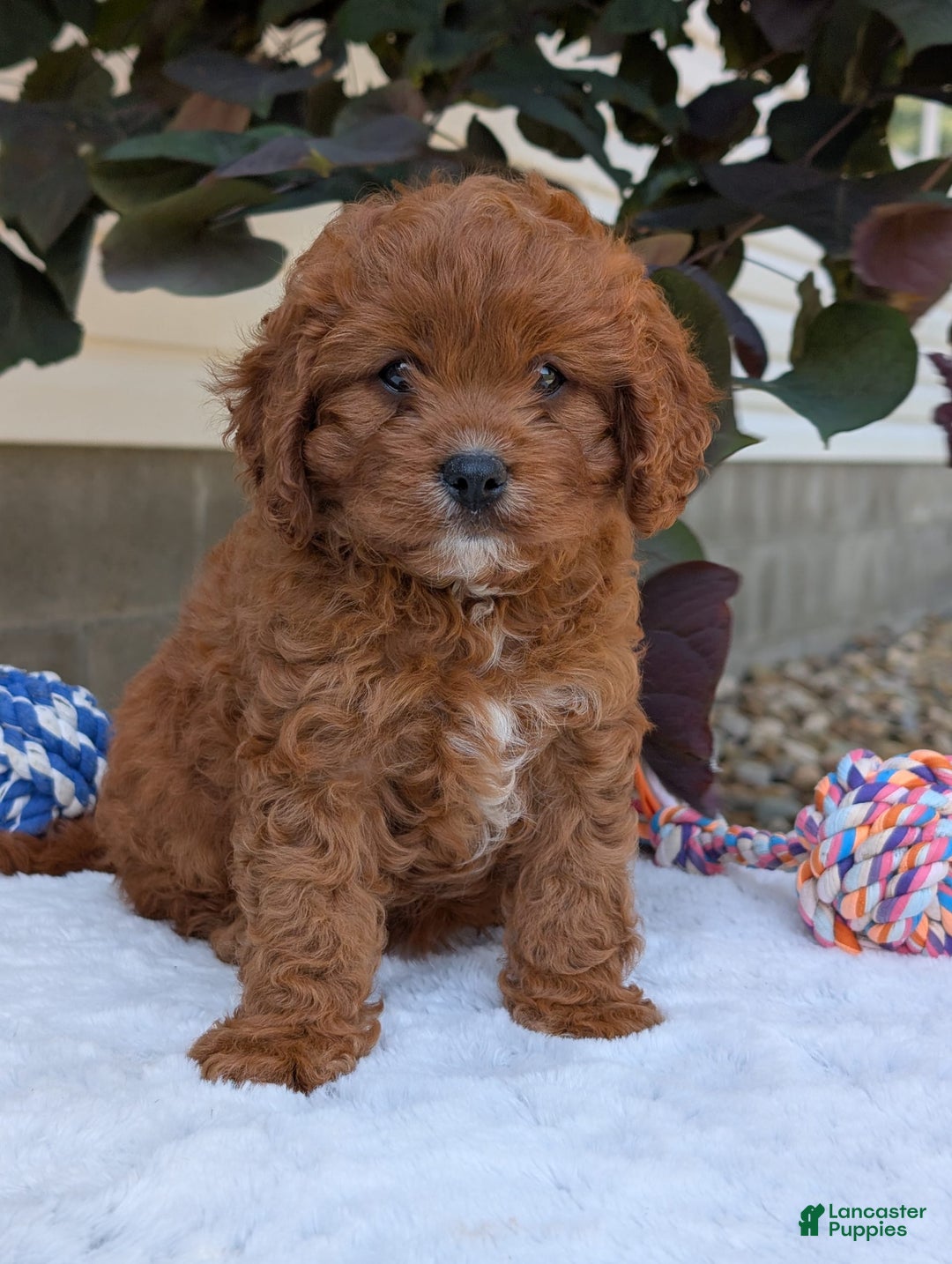 Cavapoo dogs for sale: Remi - Image 16