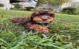 Mini Goldendoodle dogs for sale: Ruffles - Image 3