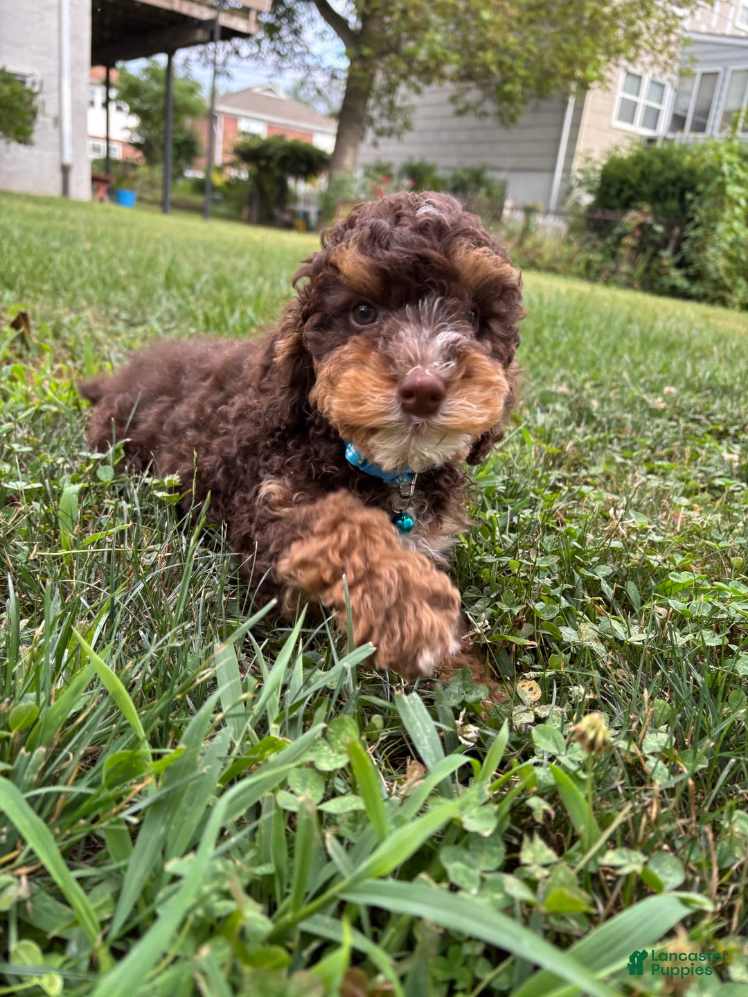 Mini Goldendoodle dogs for sale: Ruffles - Image 3